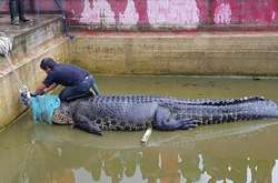 В Индонезии домашний крокодил убил женщину