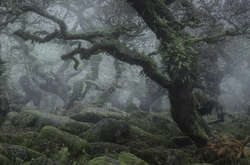 Туманный лес в мистических фотографиях Нила Бернелла покорил сеть
