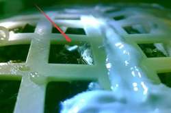 Рослина, яку вперше виростили на Місяці, засохла