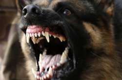 На Вінниччині пес ледь не загриз господарку. Жінка у реанімації