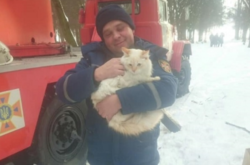 У Вінниці на дереві мерз кіт, поки його не зняли рятувальники