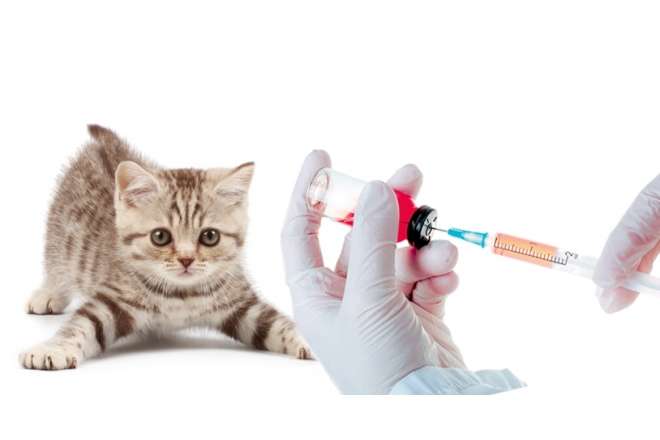 В Одесі оголошено торги на послуги стерилізації та вакцинації безпритульних котів