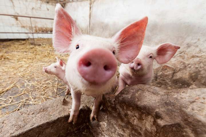 В Україні зареєстровано перший у новому році спалах чуми свиней