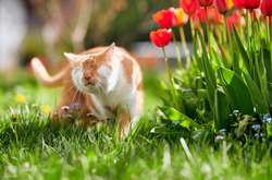 Фото: facebook.com/blindkazou/photos/