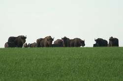 На Вінниччині нарахували 95 зубрів