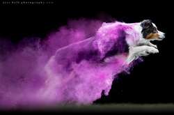 Волшебное преображение: собаки цвета радуги 