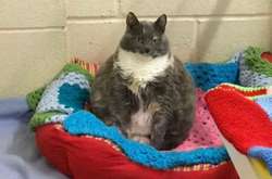 Самая толстая кошка Великобритании в четвертый раз осталась без хозяина (фото)