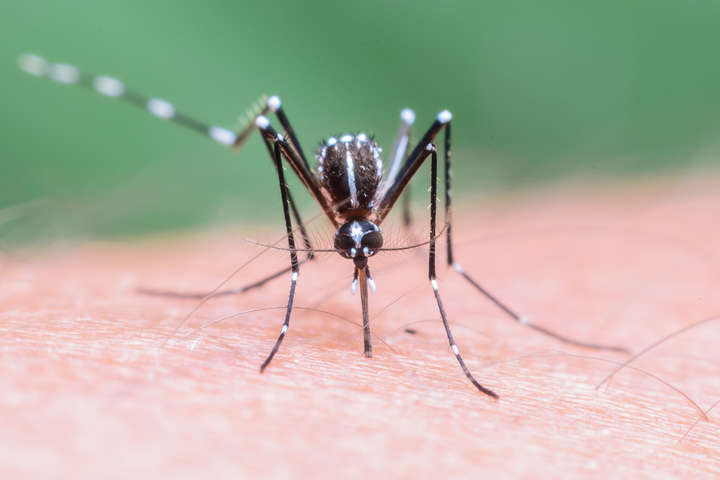 У Львові у січні двоє людей захворіли на малярію