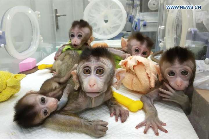 В Китае ученые впервые клонировали CRISPR-обезьяну