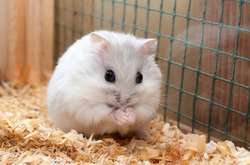 У записці, що знайшли у коробці з гризуном, господар просив допомогти тваринці