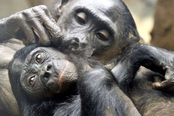 В Швейцарии проведут референдум о наделении шимпанзе правами человека
