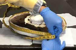 На Київщині виростили рекордну печерицю