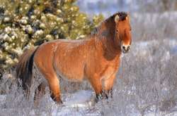 Дикие лошади и птицы: снимки из Чернобыльского радиационно-экологического заповедника
