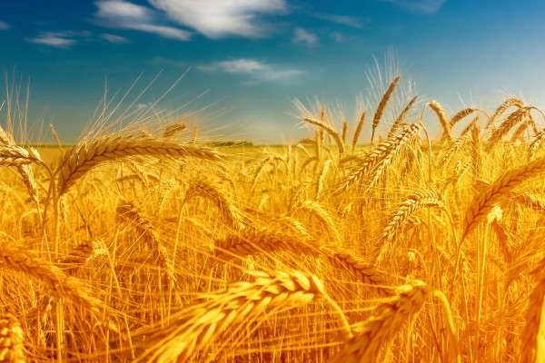 Цього року в Україні введуть євростандарт на пшеницю
