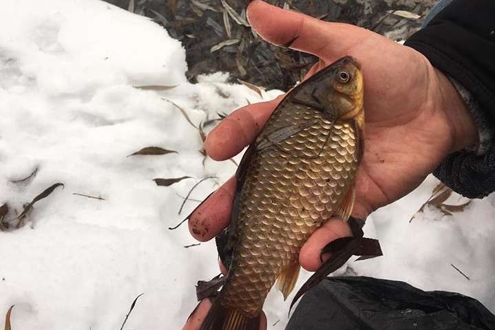 Через прорив теплотраси на Теремках в озері загинула риба (фото, відео)