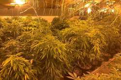 Під час обшуку правоохоронці виявили у приміщенні 163 горщики з вирощеними рослинами конопель