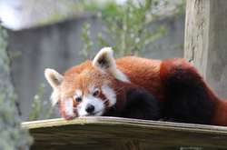 Красная панда сбежала из зоопарка в Белфасте