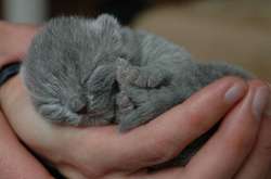 В Харькове пьяный мужчина выкинул котят с 12 этажа