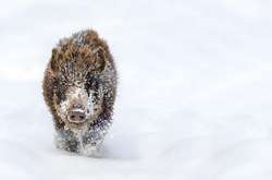 Дания начала строить забор против диких свиней