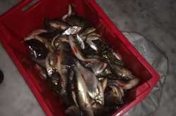 На водоймі у Київській області масовий замор риби