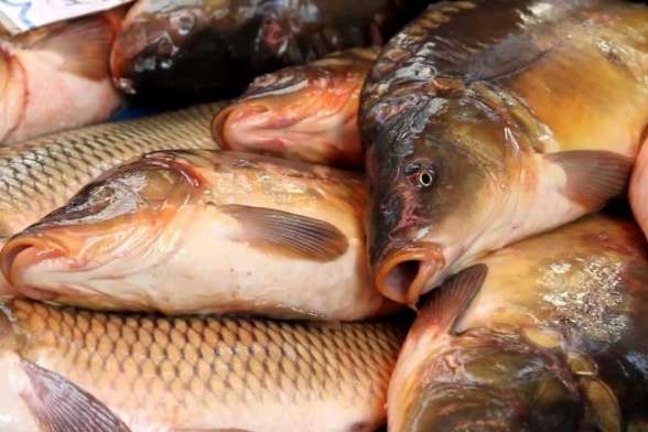 Минулого року 52% риби Україна експортувала до країн ЄС
