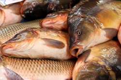 Минулого року 52% риби Україна експортувала до країн ЄС