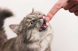 У Києві зафіксовано новий випадок сказу