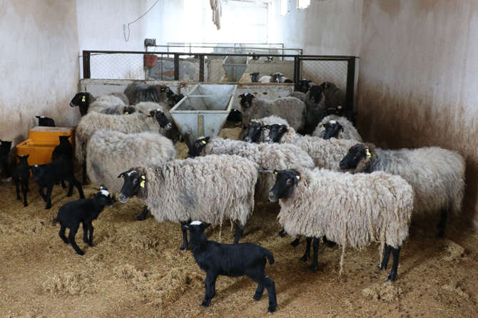 Украинские овцы дали урожайное потомство в Турции