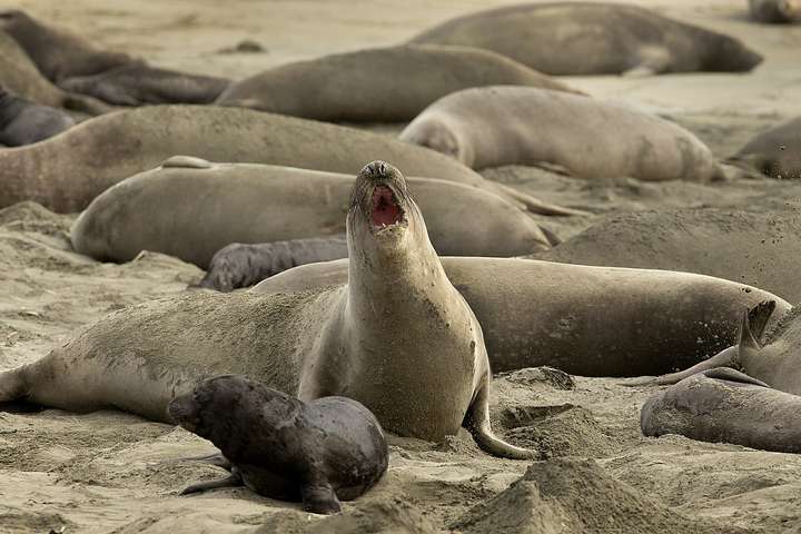 Шатдаун в США привел к тому, что калифорнийский пляж захватила сотня морских слонов