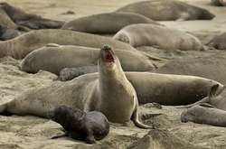 Шатдаун в США привел к тому, что калифорнийский пляж захватила сотня морских слонов