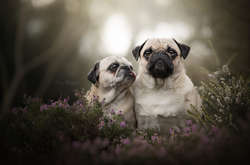 Красивые и жизнерадостные: фото собак от австрийского фотографа Рии Путцкер
