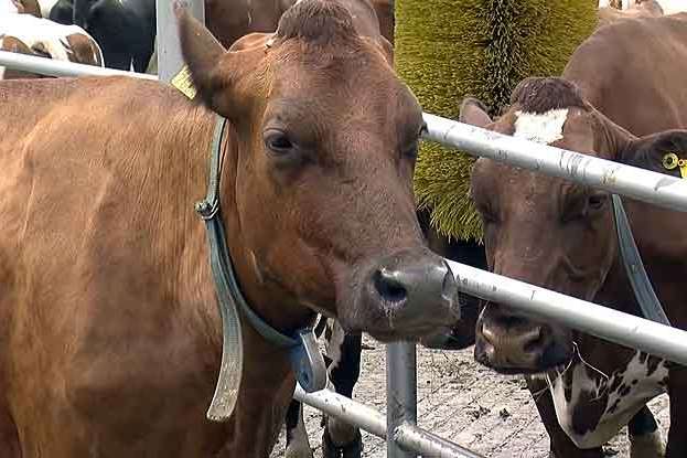 Словаччина викликала польського посла через скандал із м’ясом хворих корів