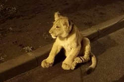 На левеняті немає ошийників