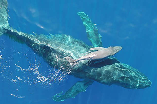 Ученый снял на видео новорожденного детеныша горбатого кита