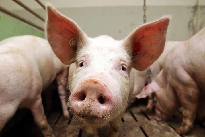 В Харькове на стихийной свалке найдены трупы свиней, зараженных африканской чумой