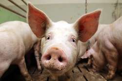 В Харькове на стихийной свалке найдены трупы свиней, зараженных африканской чумой
