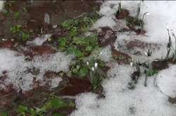 У Румунії розцвіли підсніжники