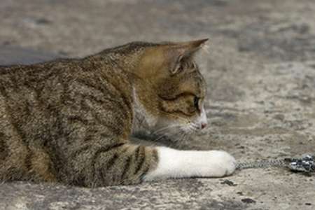 У трьох селах Київщини ввели карантин через сказ у домашньої кішки 