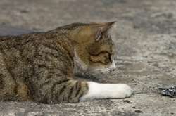 У трьох селах Київщини ввели карантин через сказ у домашньої кішки 