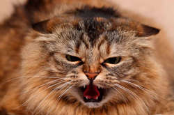 На Оболоні зафіксовано кілька випадків сказу у котів