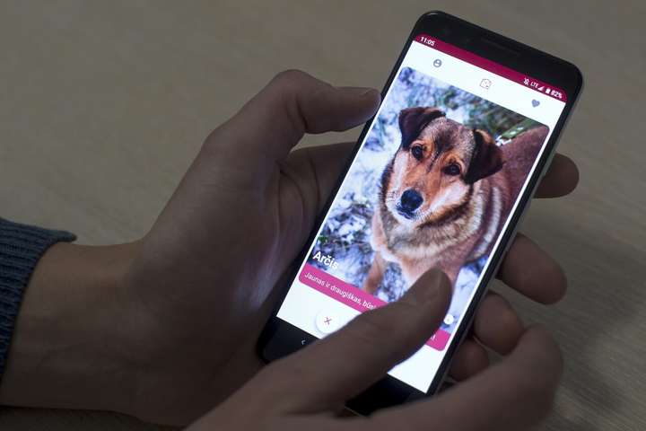 В Литве появился «Тиндер» для знакомства с собаками