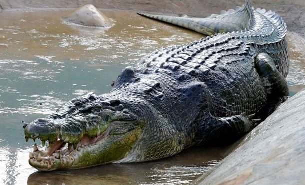 На Вінниччині фермери розводять чотириметрових крокодилів