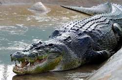 На Вінниччині фермери розводять чотириметрових крокодилів