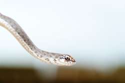 Отличный конкурс: зоопарк предлагает назвать ядовитую змею в честь вашего бывшего