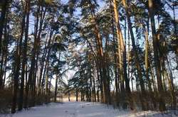 У Києві судитимуть посадовця заповідника «Биківнянські могили»