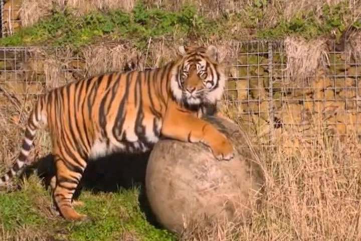 Тигр, привезений для розмноження до лондонського зоопарку, вбив тигрицю