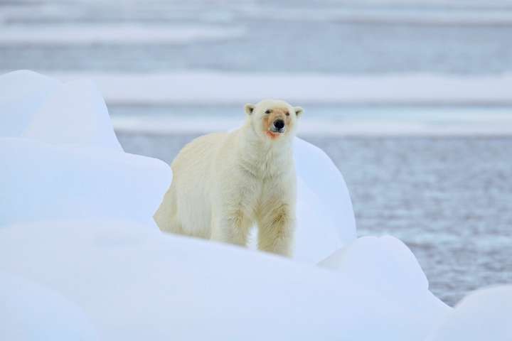 На півночі РФ ввели режим надзвичайної ситуації через нашестя білих ведмедів