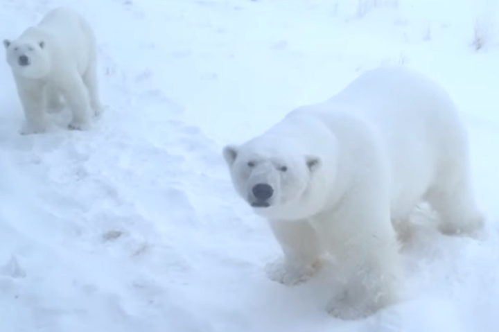 Білі ведмеді взяли жителів півночі Росії у заручники (відео)