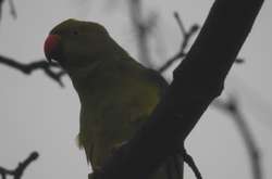  Папуга пережив більшу частину зими 
  