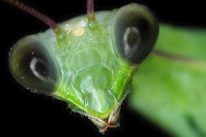 Комахи на планеті можуть повністю зникнути за наступні 100 років